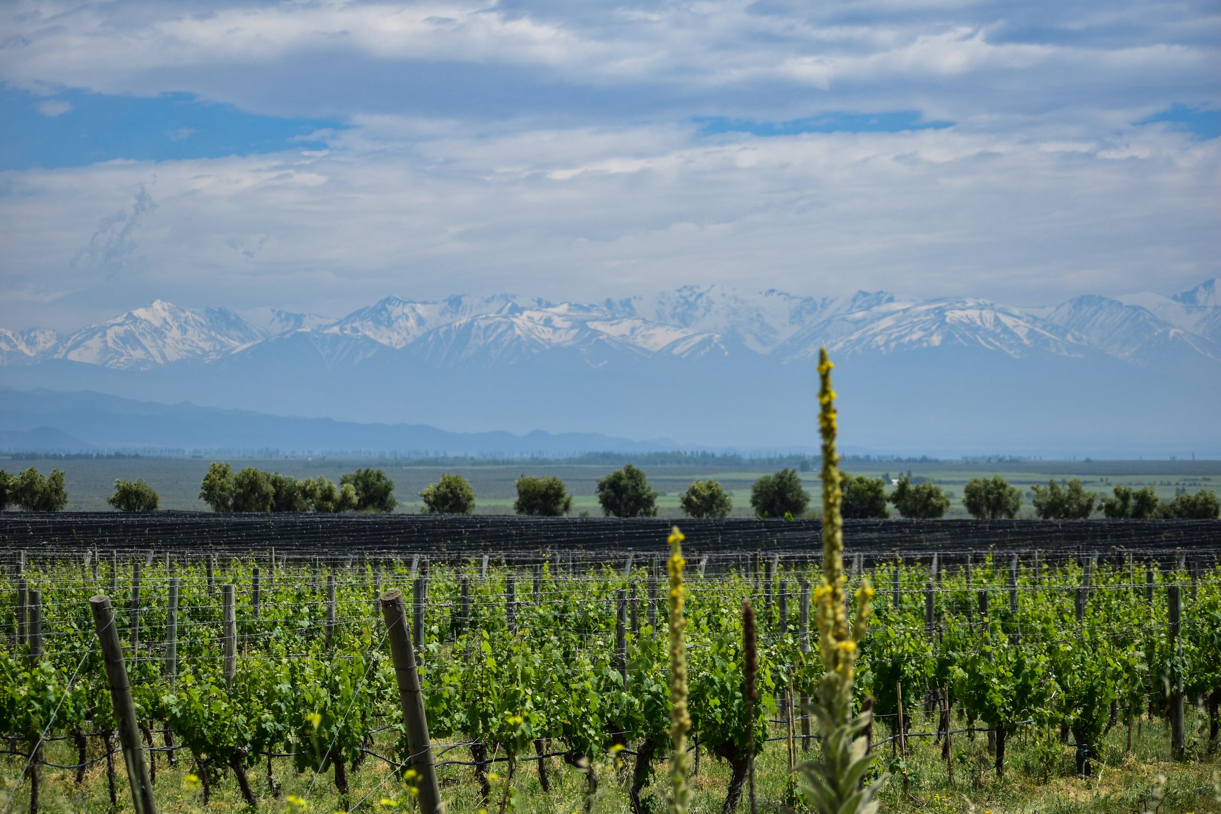 Vineyard rows in the Uco Valley with the snow-capped Andes behind, Mendoza