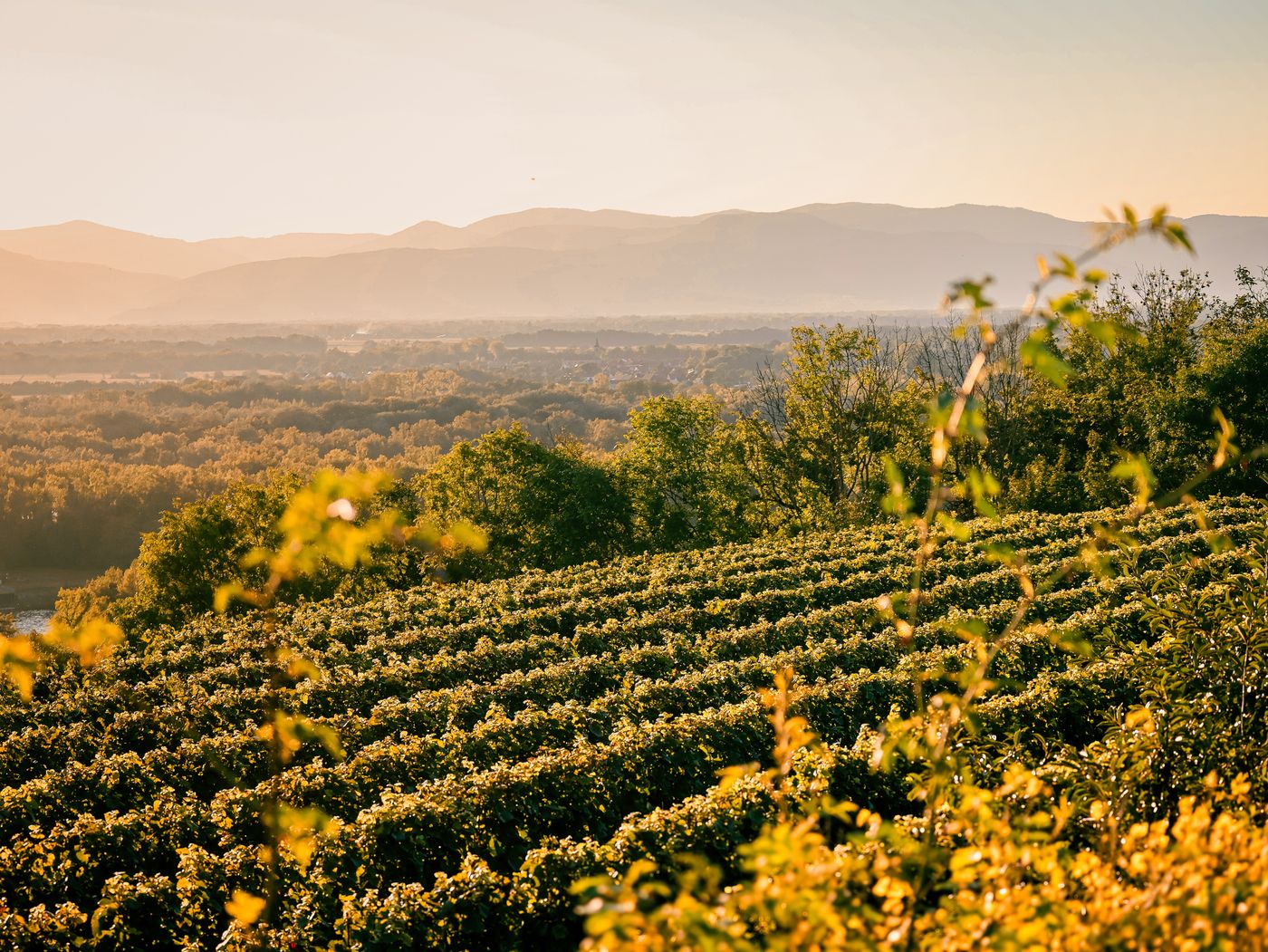 Vineyard rows at golden hour below the mountains